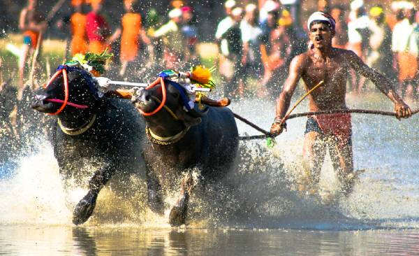 The rural sporting festival of Karnataka