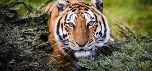 Wildlife sanctuaries in India