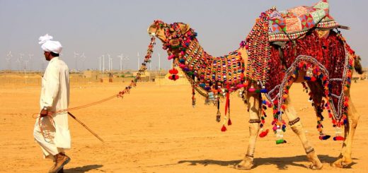 Nagaur Cattle Fair In Rajasthan