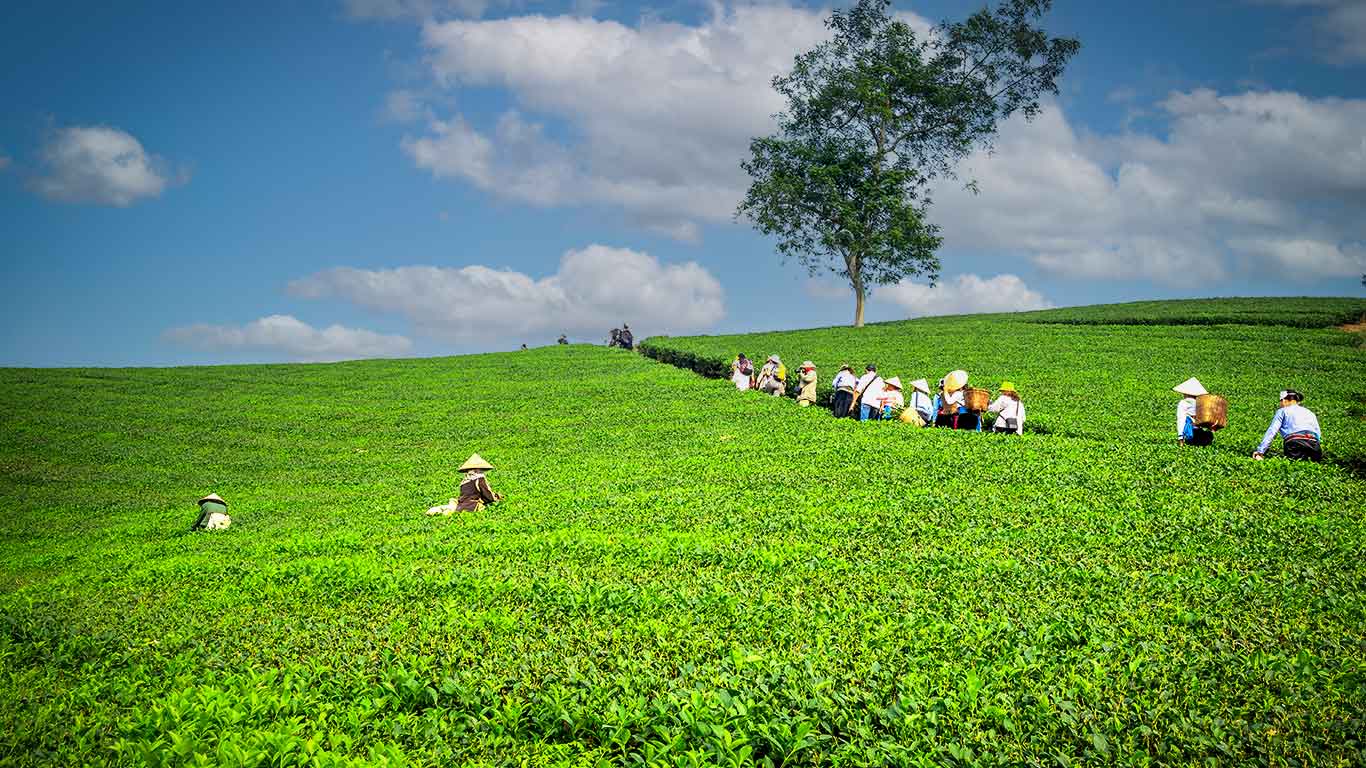 Tea tourism in India