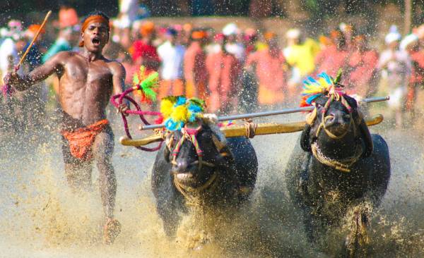 Activities in The Kambala Festival
