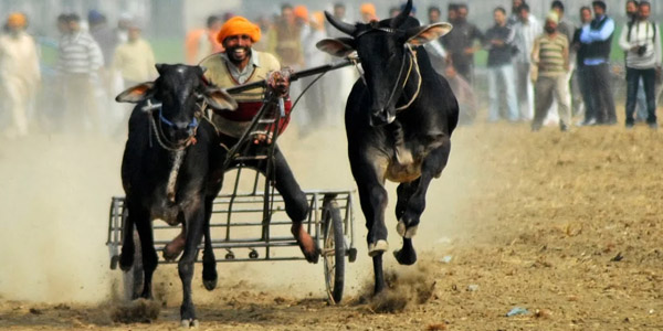 Witness the fascinating celebration of Indian rural sports