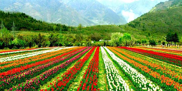 What’s special about the Tulip Festival?