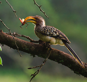 Eagle's Nest Wildlife Sanctuary