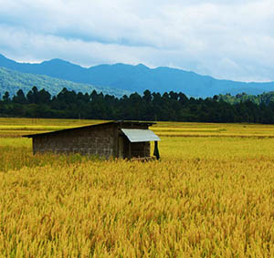 Ziro Valley / Apatani Plateau