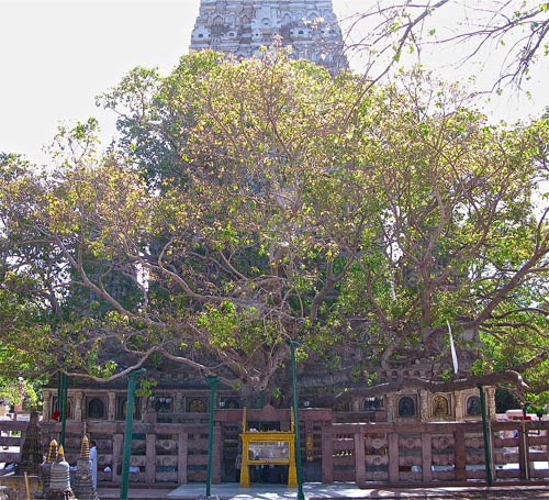 Bodhi Tree Bodhi Tree