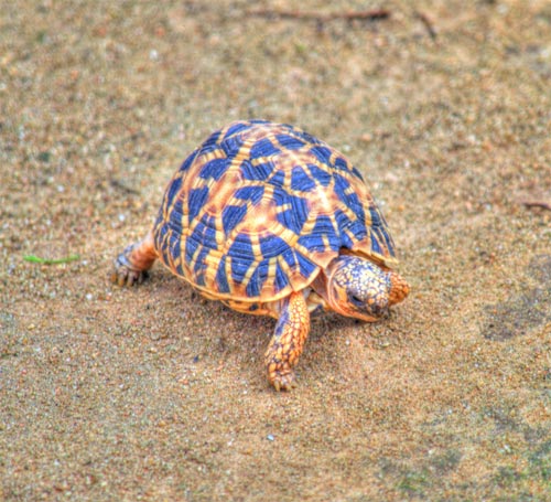 Bannerghatta National Park
