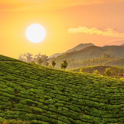 Walk in Coffee Plantation