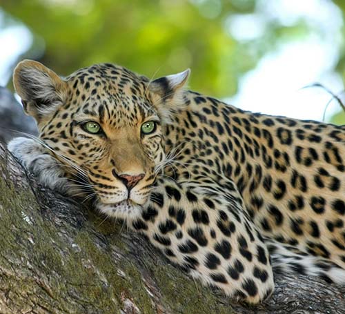 Nagarhole National Park