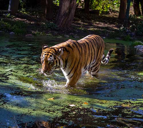 Periyar Tiger Reserve
