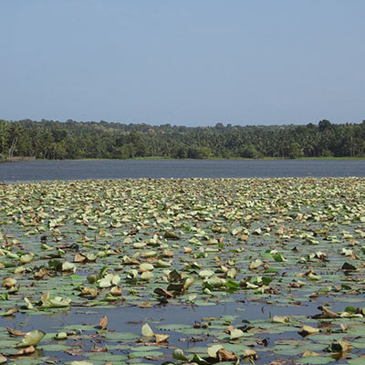 Vellayani Lake