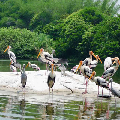 Kumarakom Bird Sanctuary