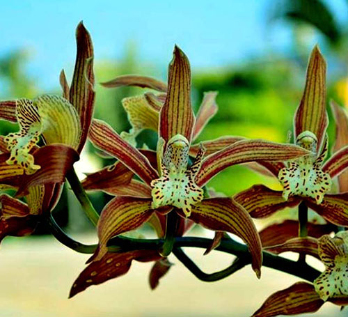 Khonghampat Orchadarium