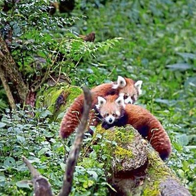 Sikkim Himalayan Zoological Park