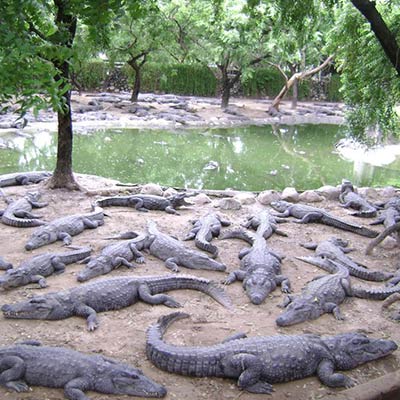 Guindy National Park