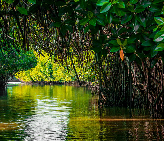 Pichavaram Mangrove Forests