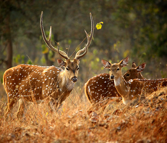 Mudumalai National Park and Wildlife Sanctuary