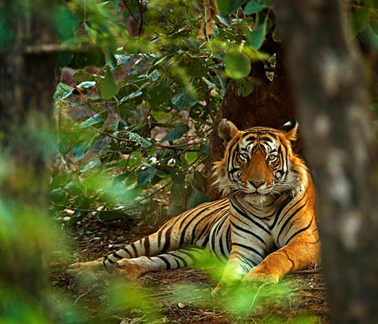 Anamalai Tiger Reserve