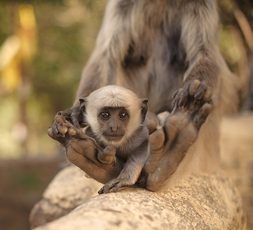 Trishna Wildlife Sanctuary