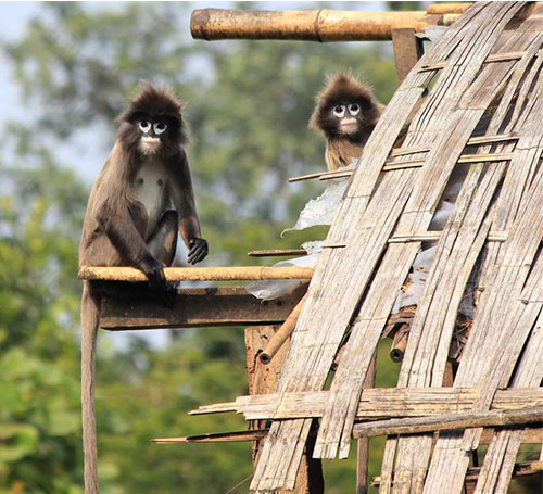 Sepahijala Wildlife Sanctuary