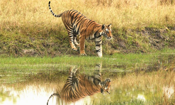 Madhya Pradesh Wildlife Tour Package