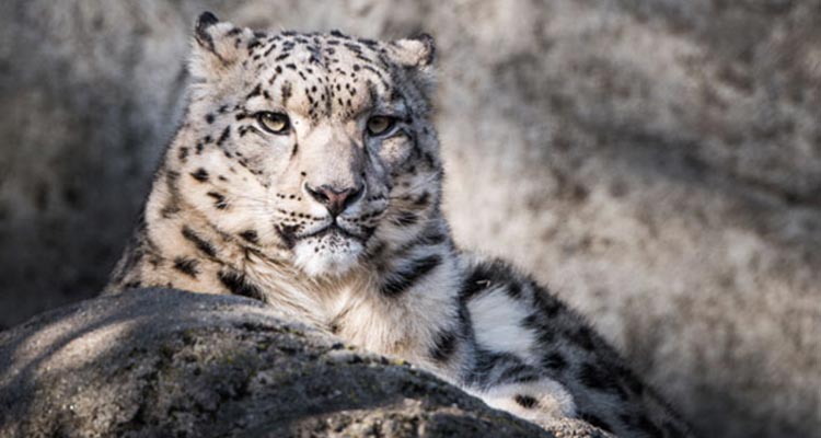 Interesting Snow leopard Tracking Tour in Indian Himalayas