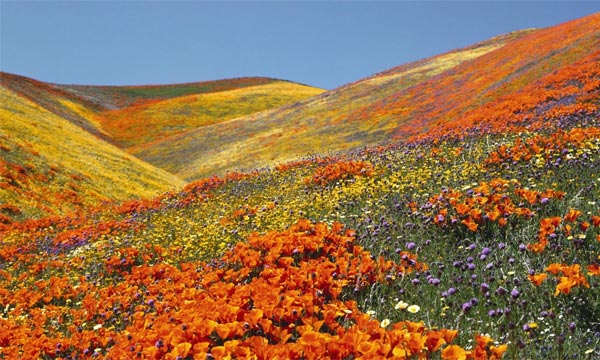 Valley of Flowers Trekking Tour